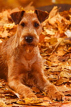 Irish Terrier head portrait, lying in autumn leaves