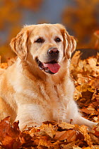 Golden Retriever head portrait, lying in autumn leaves, panting