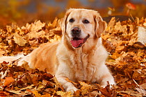 Golden Retriever portrait, lying in autumn leaves, panting