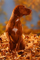 Magyar Vizsla /Hungarian Pointer, portrait sitting in autumn leaves, with paw raised, and head turned in profile