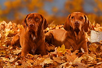 Two Magyar Vizsla /Hungarian Pointers, lying in autumn leaves