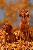 Two Magyar Vizsla /Hungarian Pointers, lying / sitting in autumn leaves