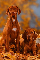 Two Magyar Vizsla / Hungarian Pointers, lying / sitting in autumn leaves