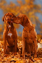 Two Magyar Vizsla /Hungarian Pointers, sitting in autumn leaves, one licking the other
