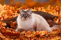 Neva Masquarade / Siberian Forest Cat, portrait sitting in autumn leaves