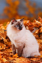 Neva Masquarade / Siberian Forest Cat, portrait sitting in autumn leaves