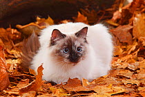 Neva Masquarade / Siberian Forest Cat, portrait lying in autumn leaves