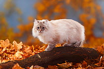 Neva Masquarade, blue-silver-tabby-point / Siberian Forest Cat, portrait standing on log, in autumn leaves