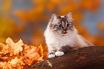 Neva Masquarade, seal-tabby-point-white / Siberian Forest Cat, head portrait sitting  on log, in autumn leaves