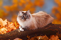 Neva Masquarade, seal-tabby-point-white / Siberian Forest Cat, portrait lying  on log, in autumn leaves