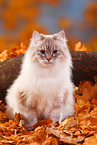 Neva Masquarade, seal-tabby-point-white / Siberian Forest Cat, head portrait sitting in autumn leaves