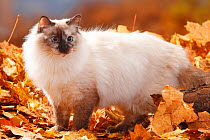 Neva Masquarade, / Siberian Forest Cat, portrait standing in autumn leaves