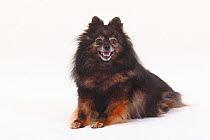 Pomeranian aged 10 years, portrait sitting and panting