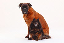 German Boxer and Pomeranian, both aged 10 years, double portrait sitting