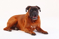 German Boxer, portrait of bitch aged 10 years, lying down panting