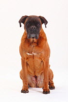 German Boxer, portrait of bitch aged 10 years sitting