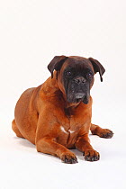 German Boxer, portrait of bitch aged 10 years lying down