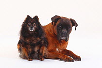 Pomeranian and German Boxer bitch, both aged 10 years, double portrait