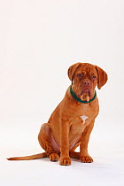 Dogue de Bordeaux, portait of bitch puppy, with a green collar, aged 4 months, sitting