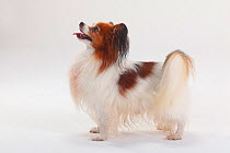 Papillon / Continental Toy Spaniel / Butterfly Dog, portrait standing in show-stack posture