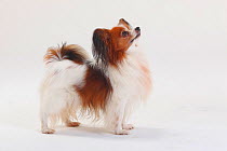 Papillon / Continental Toy Spaniel / Butterfly Dog, portrait standing in show-stack posture