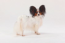 Papillon / Continental Toy Spaniel / Butterfly Dog, portrait, standing in show-stack posture