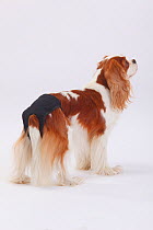 Cavalier King Charles Spaniel, portrait of bitch, blenheim coated, wearing sanitary pant used for bitches in season, or elderly incontinent dogs