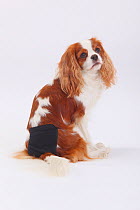 Cavalier King Charles Spaniel, portrait of bitch, blenheim coated, wearing sanitary pant used for bitches in season, or elderly incontinent dogs