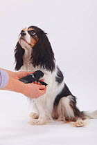 Cavalier King Charles Spaniel, portrait of bitch, tricolour coated, wearing protective boot / dog boots, to cover injuries