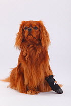 Cavalier King Charles Spaniel, portrait of bitch, ruby coated, wearing protective boot / dog boots, to cover injuries