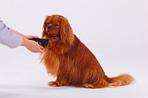 Cavalier King Charles Spaniel, portrait of bitch, tricolour coated, wearing protective boot / dog boots, to cover injuries