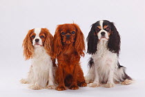 Three Cavalier King Charles Spaniel, group portrait, blenheim, ruby and tricolour coated, sitting