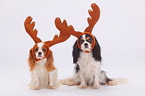 Two Cavalier King Charles Spaniels, blenheim and tricolour coated, sitting wearing reindeer antlers
