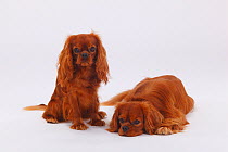 Two Cavalier King Charles Spaniels double portrait, ruby coated, one sitting, one lying down