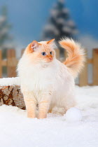 Neva Masquarade / Siberian Forest Cat, portrait of tomcat, red-tabby-point-white coated, in snow with picket fence behind