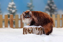 Neva Masquarade / Siberian Forest Cat, portrait of seal-tabby-point coated tomcat, on log in snow, with picket fence behind