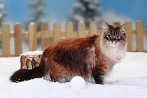 Neva Masquarade / Siberian Forest Cat, portrait of seal-tabby-point coated tomcat, in snow, with picket fence behind