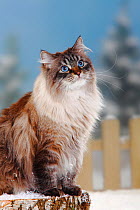 Neva Masquarade / Siberian Forest Cat, portrait of seal-tabby-point coated tomcat, sitting on log in snow, with picket fence behind