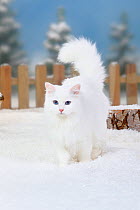 Siberian Forest Cat, white coated, walking in snow, with picket fence behind