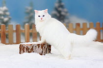 Siberian Forest Cat, white coated, standing on log in snow, with picket fence behind