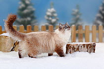 Neva Masquarade / Siberian Forest Cat, portrait of tomcat walking in snow, with picket fence behind