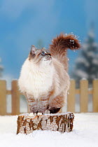 Neva Masquarade / Siberian Forest Cat, portrait of tomcat standing on log in snow, with picket fence behind