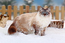 Neva Masquarade / Siberian Forest Cat, portrait of tomcat standing in snow, with picket fence behind