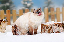 Neva Masquarade / Siberian Forest Cat, portrait licking lips, in snow, with picket fence behind