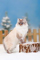 Neva Masquarade / Siberian Forest Cat, blue-silver-tabby-point coated, standing on log in snow, with picket fence behind