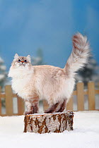 Neva Masquarade / Siberian Forest Cat, blue-silver-tabby-point coated, standing on log in snow, with picket fence behind