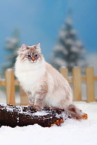 Neva Masquarade / Siberian Forest Cat, blue-silver-tabby-point coated, sitting on log in snow, with picket fence behind