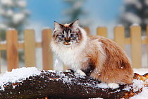 Neva Masquarade / Siberian Forest Cat, seal-tabby-point-white coated, sitting on log in snow, with picket fence behind