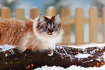Neva Masquarade / Siberian Forest Cat, seal-tabby-point-white coated, sitting on log in snow, with picket fence behind