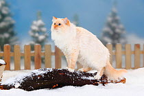 Neva Masquarade / Siberian Forest Cat, tabby-point-white coated, standing on log in snow, with picket fence behind